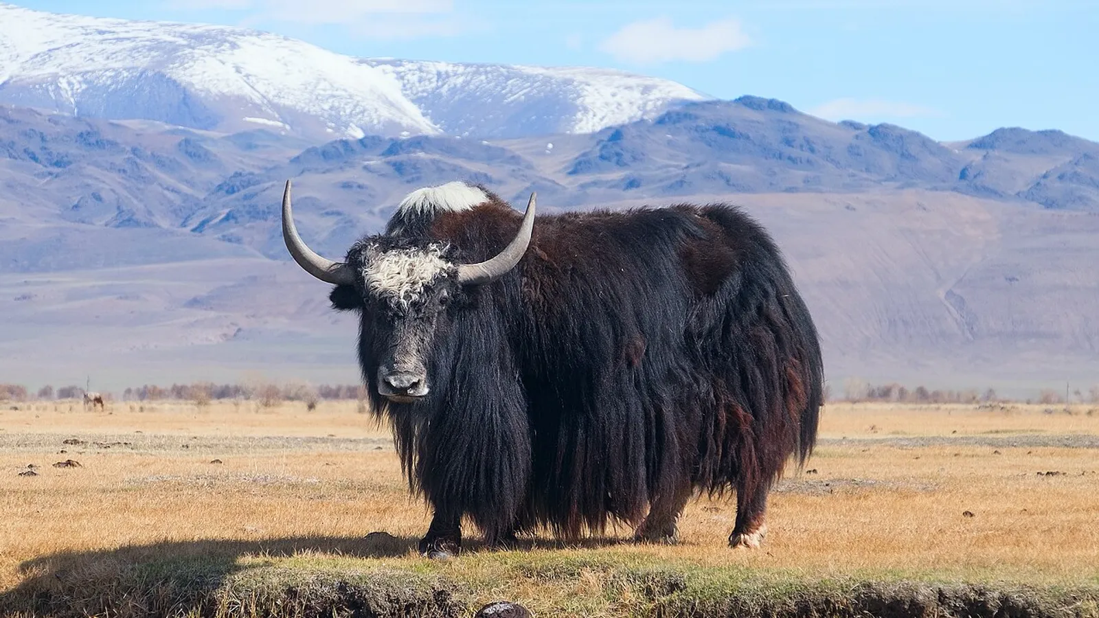 Yak (Bos grunniens)