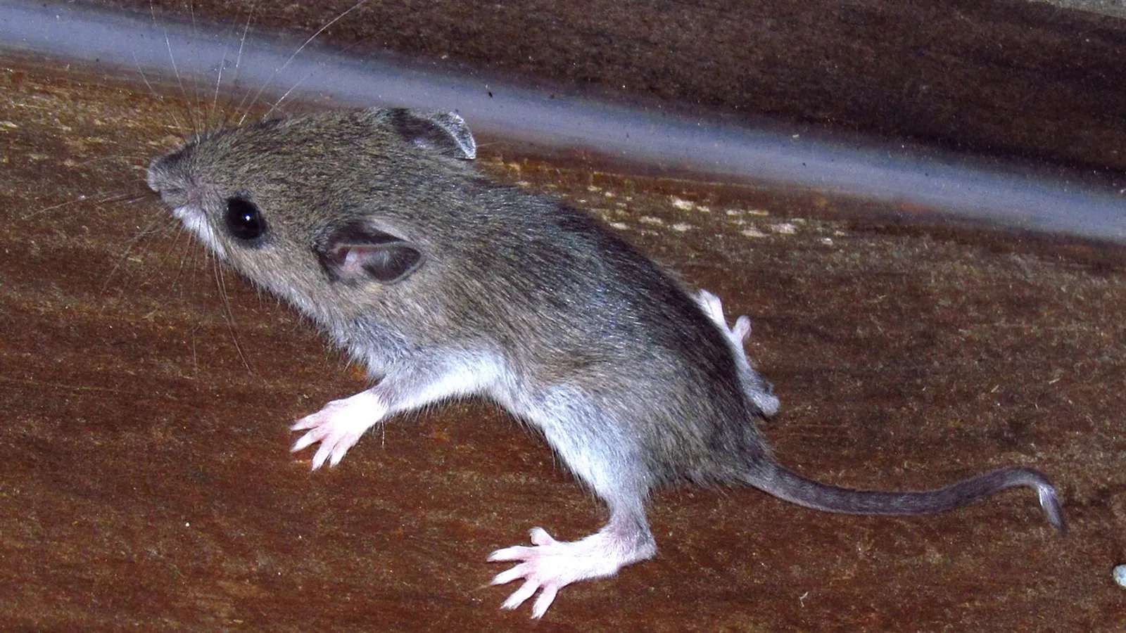 Topo dai piedi bianchi (Peromyscus leucopus)