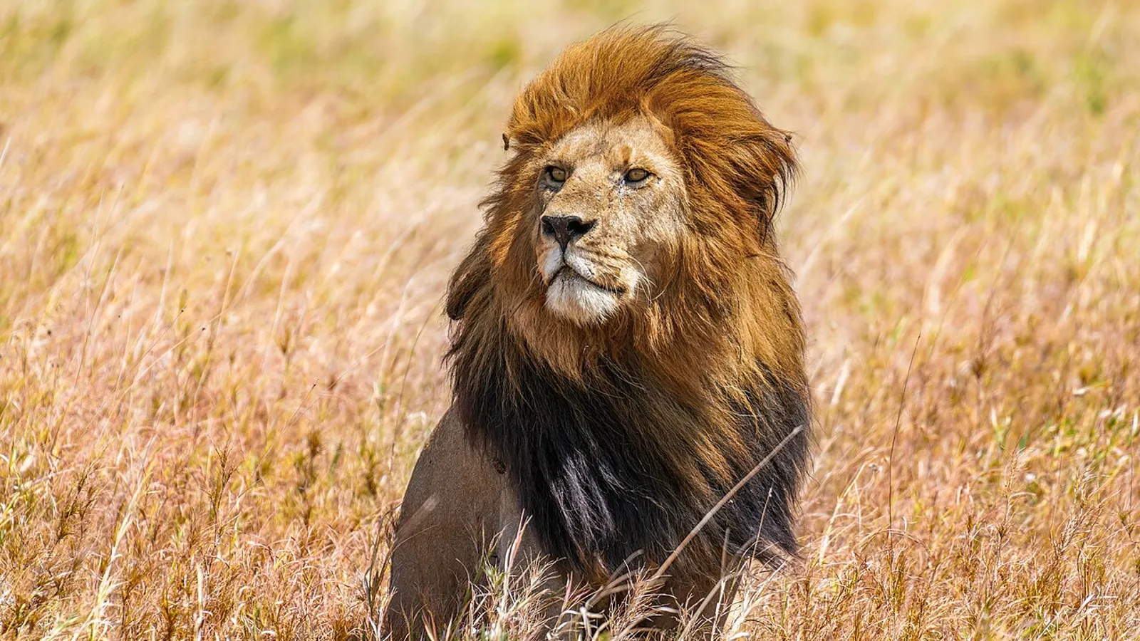 Leone (Panthera leo)