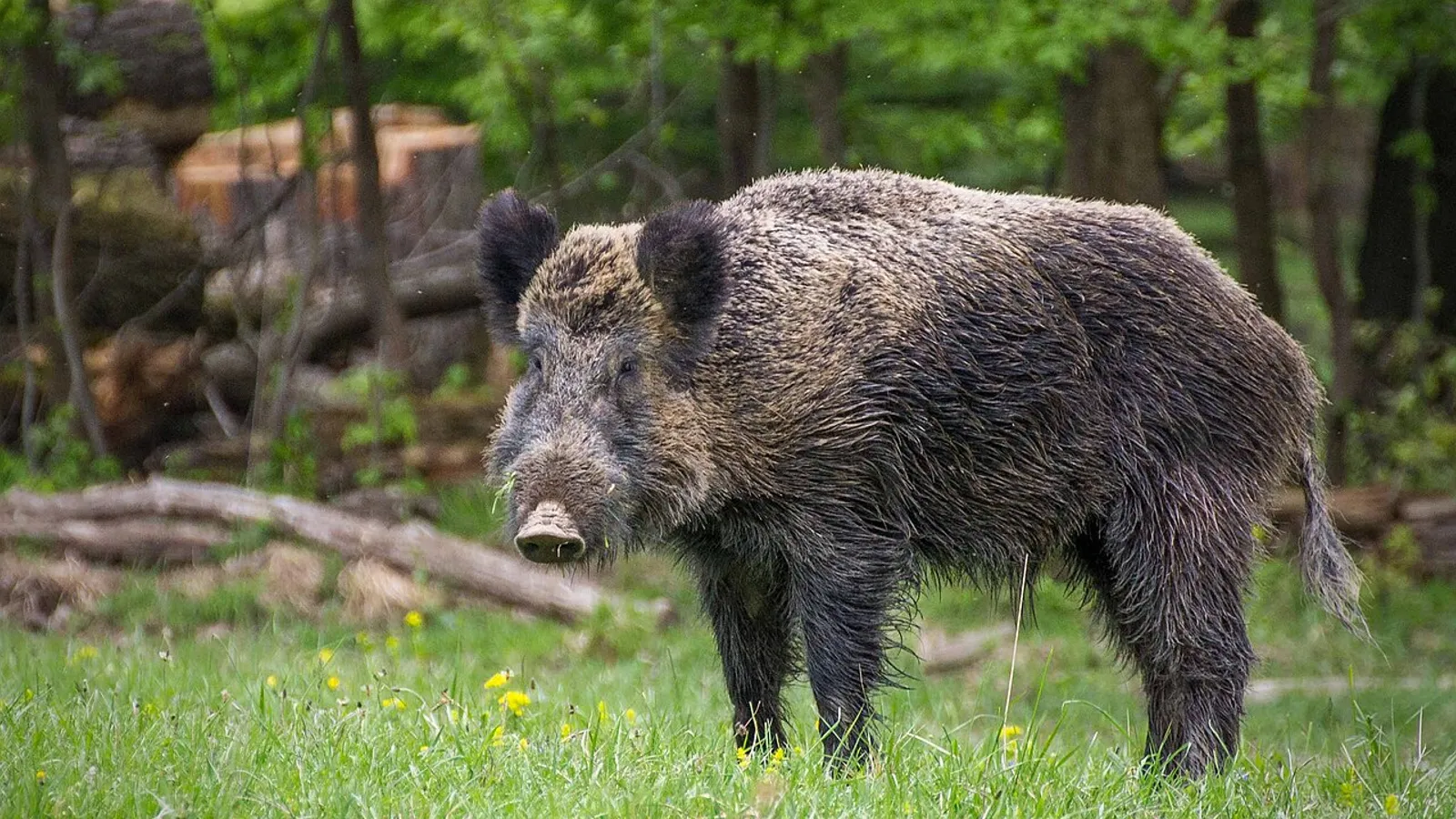 Cinghiale (Sus scrofa)