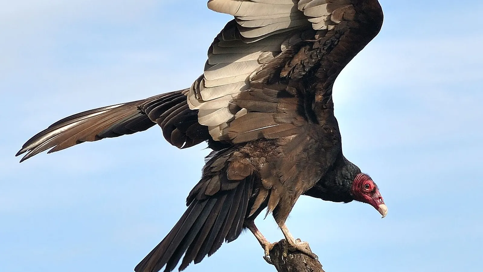 Turkey vulture (Cathartes aura)