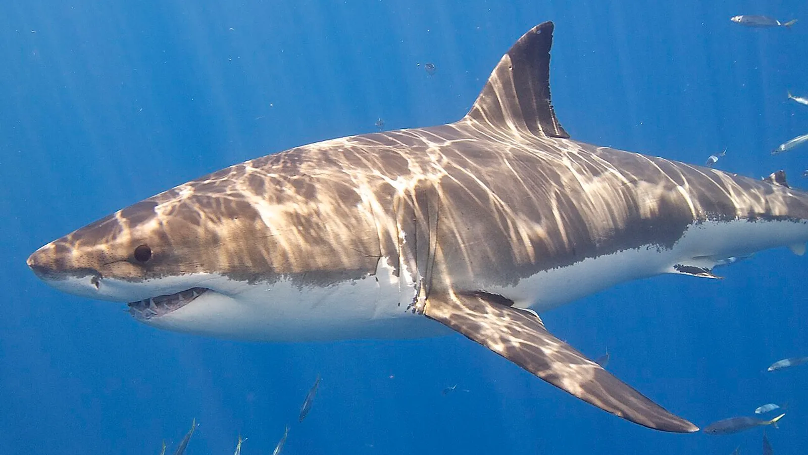 Squalo bianco (Carcharodon carcharias)