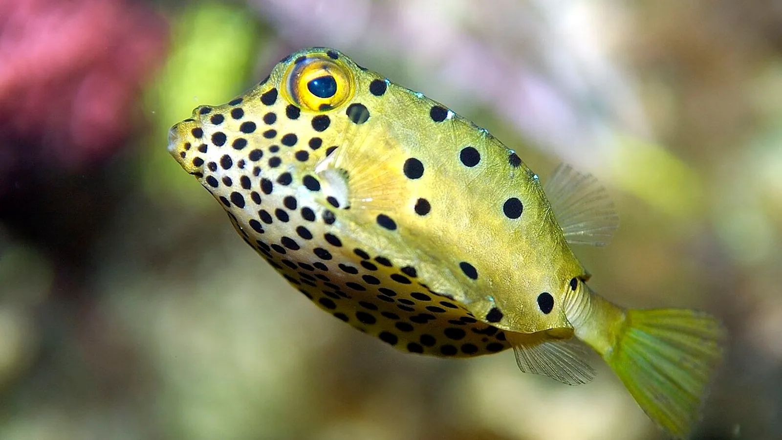 Pesce scatola giallo (Ostracion cubicus)