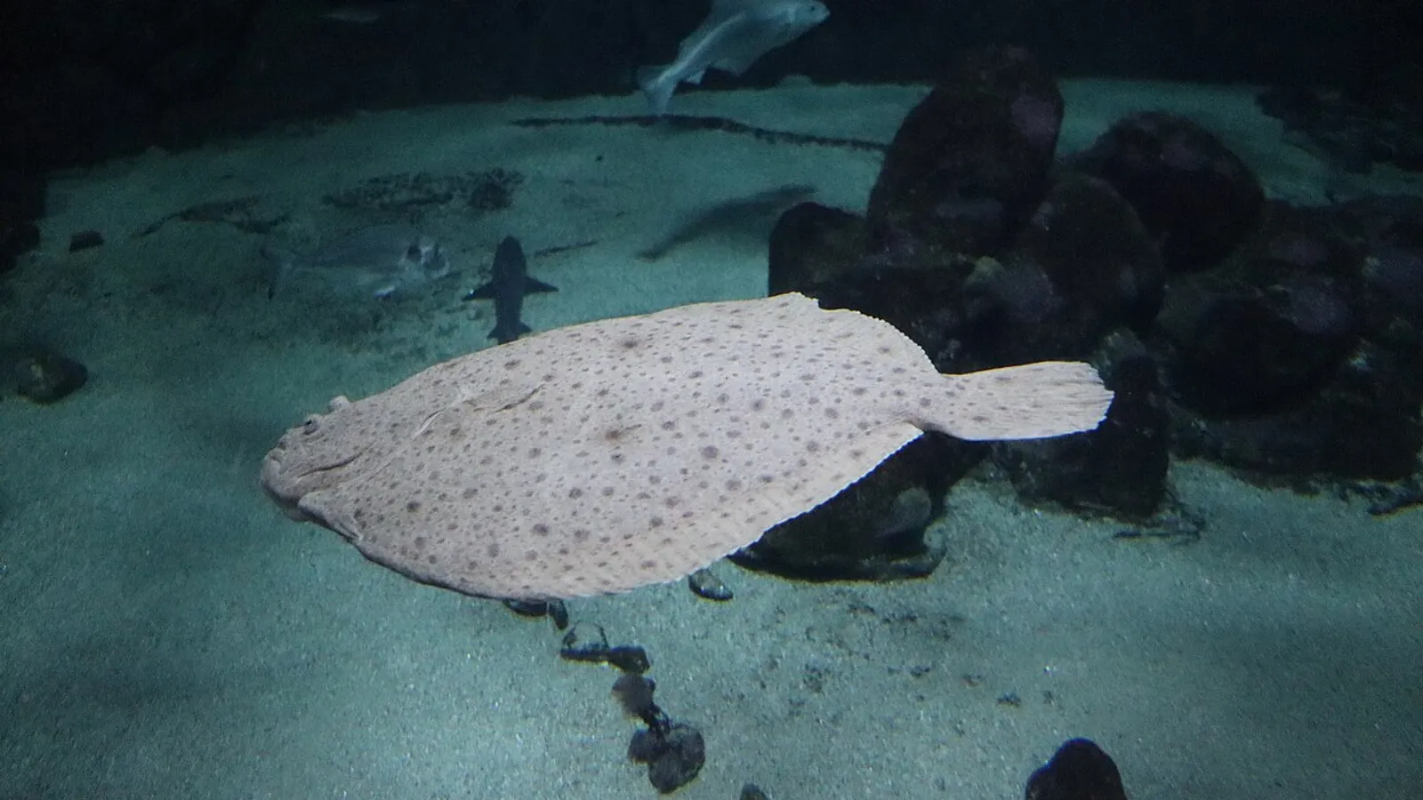 Rombo chiodato (Scophthalmus maximus)