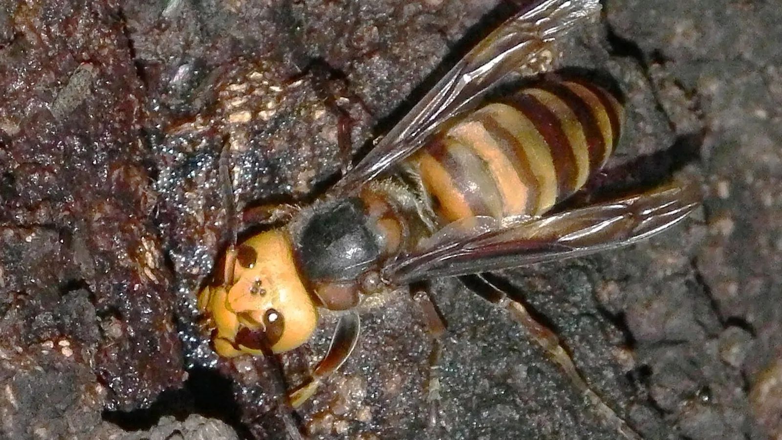 Calabrone gigante asiatico (Vespa mandarinia)