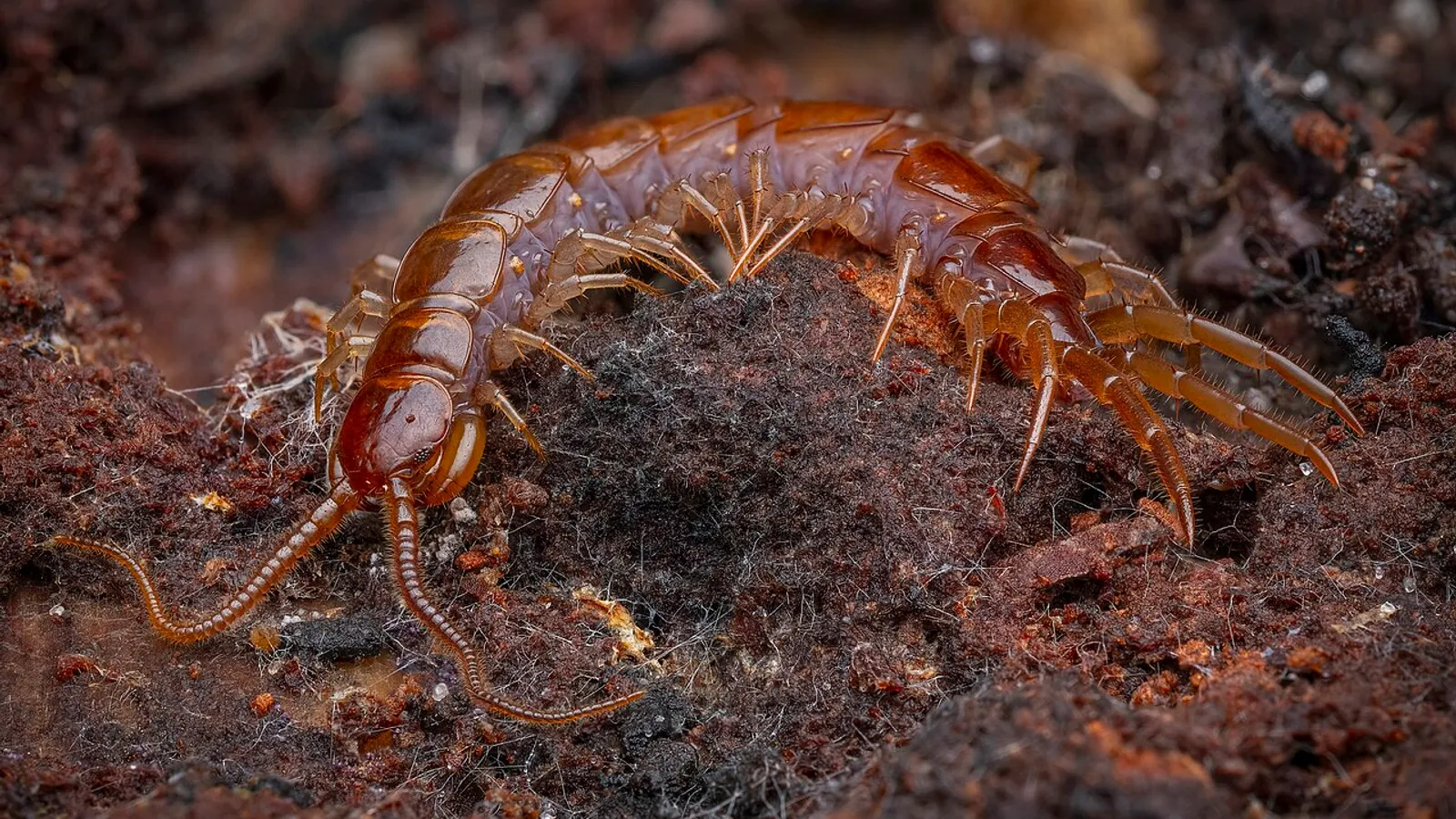 Centopiedi comune (Lithobius forficatus)