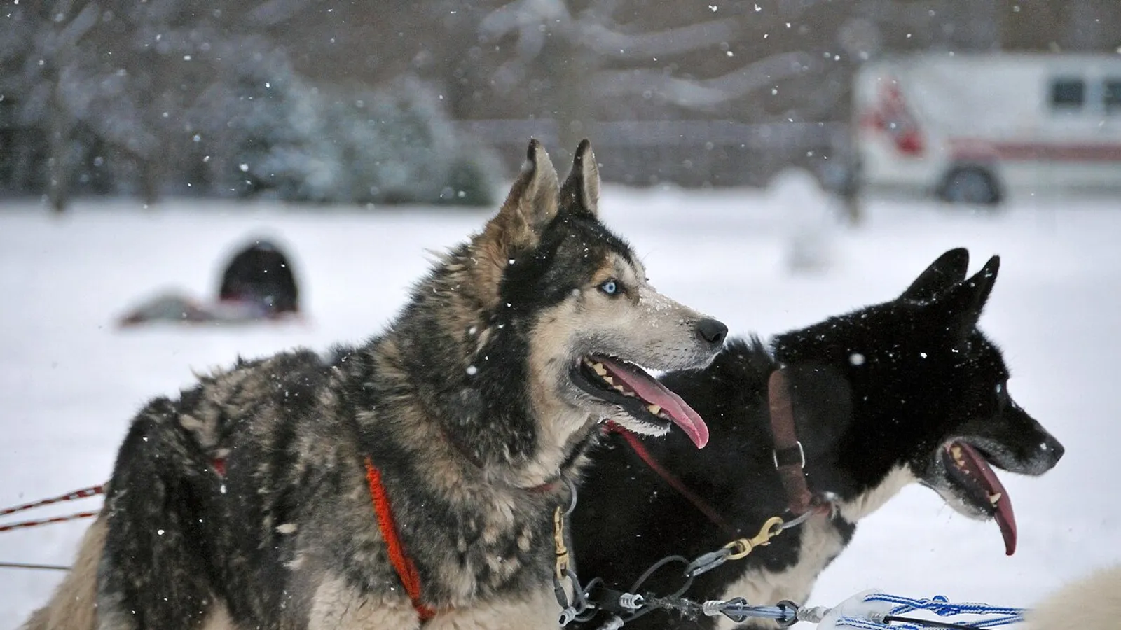 Cane (Canis familiaris)