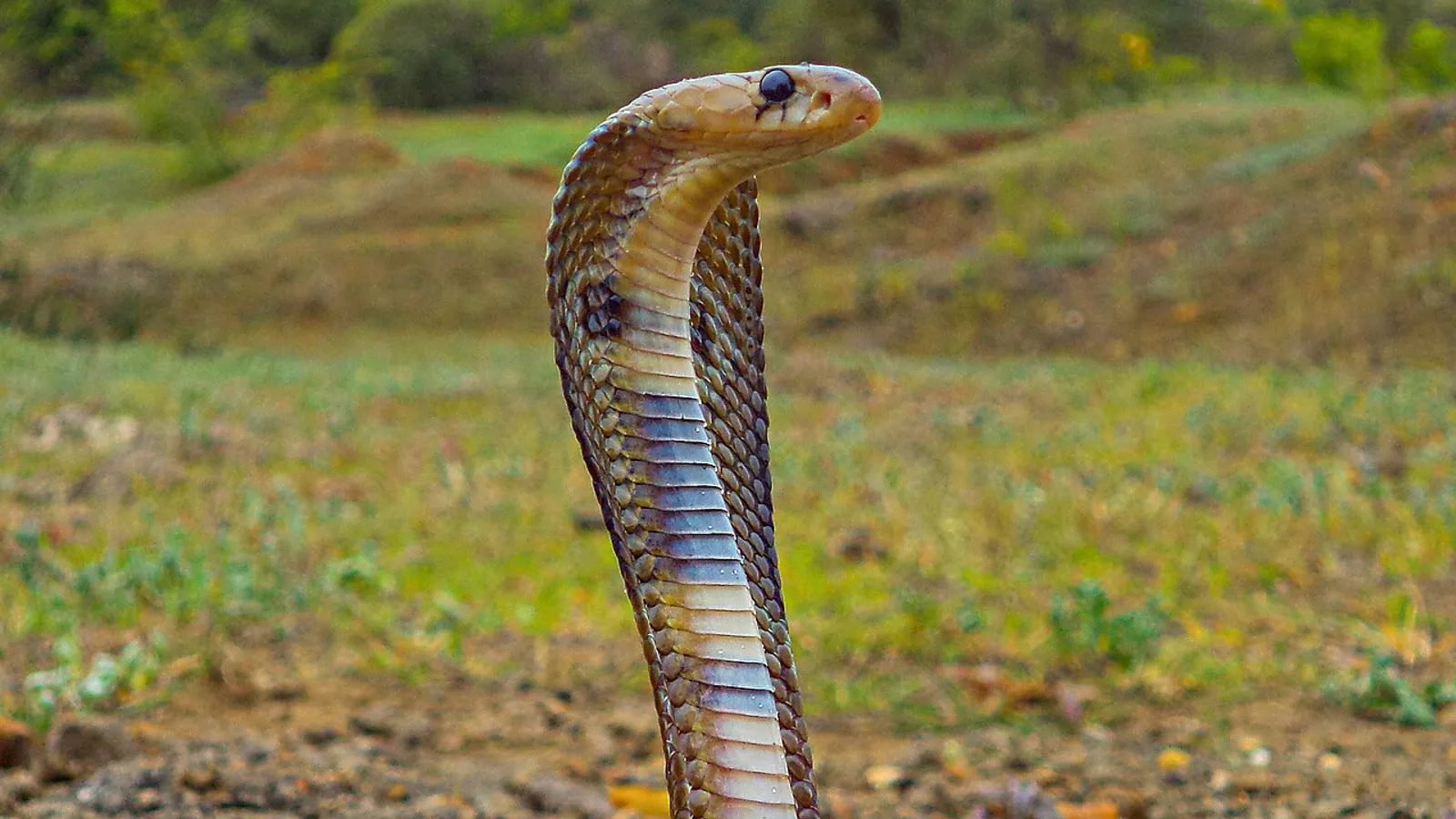 Cobra indiano (Naja naja)