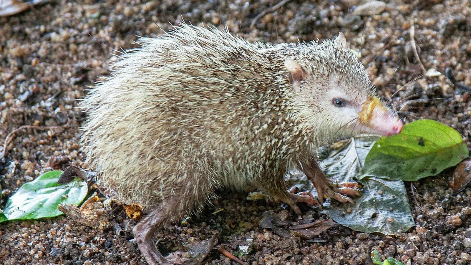 Tenrec comune (Tenrec ecaudatus)