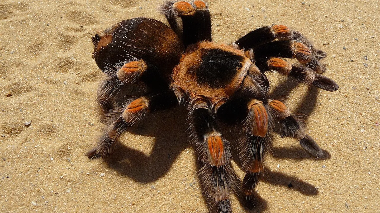 Tarantola messicana dalle ginocchia rosse (Brachypelma hamorii)