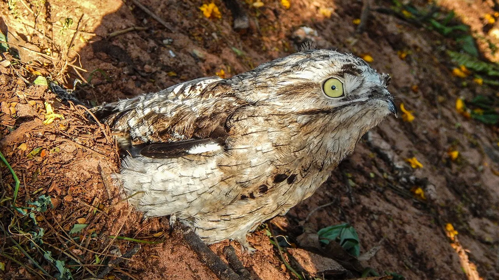 Nittibio comune (Nyctibius griseus)