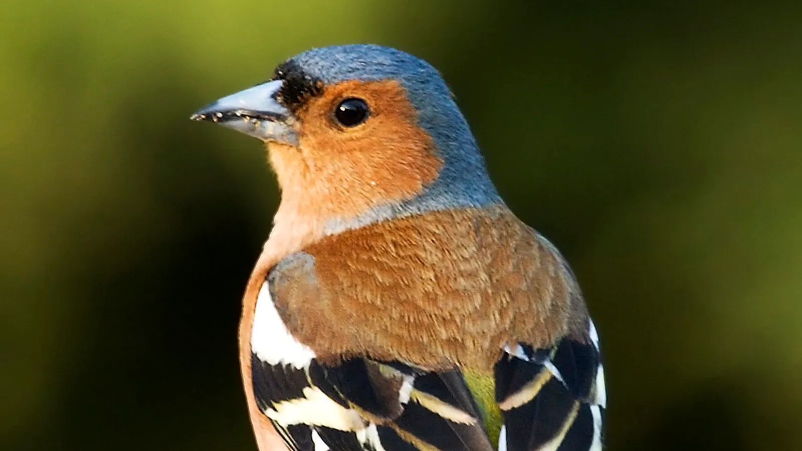 Eurasian chaffinch (Fringilla coelebs)