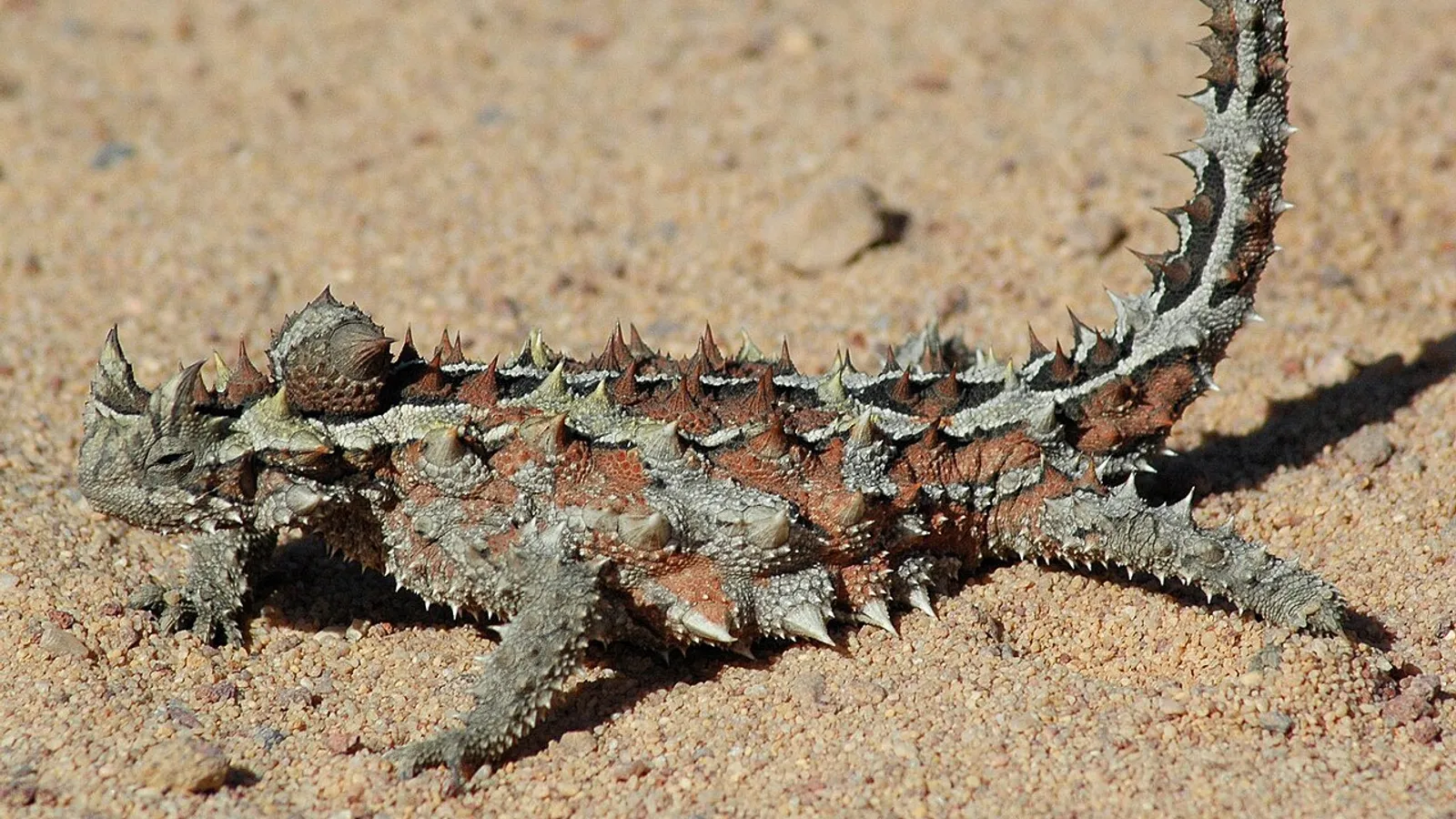 Diavolo spinoso (Moloch horridus)