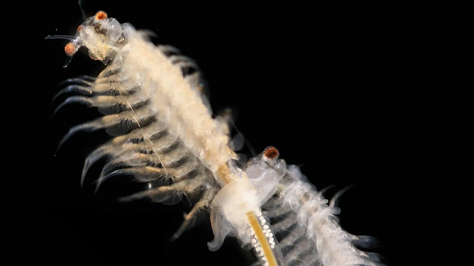 Artemia salina (Artemia salina)