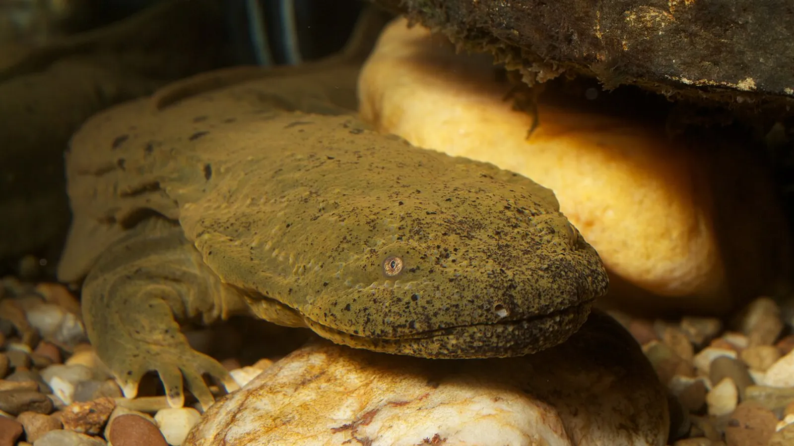 Salamandra hellbender (Cryptobranchus alleganiensis)