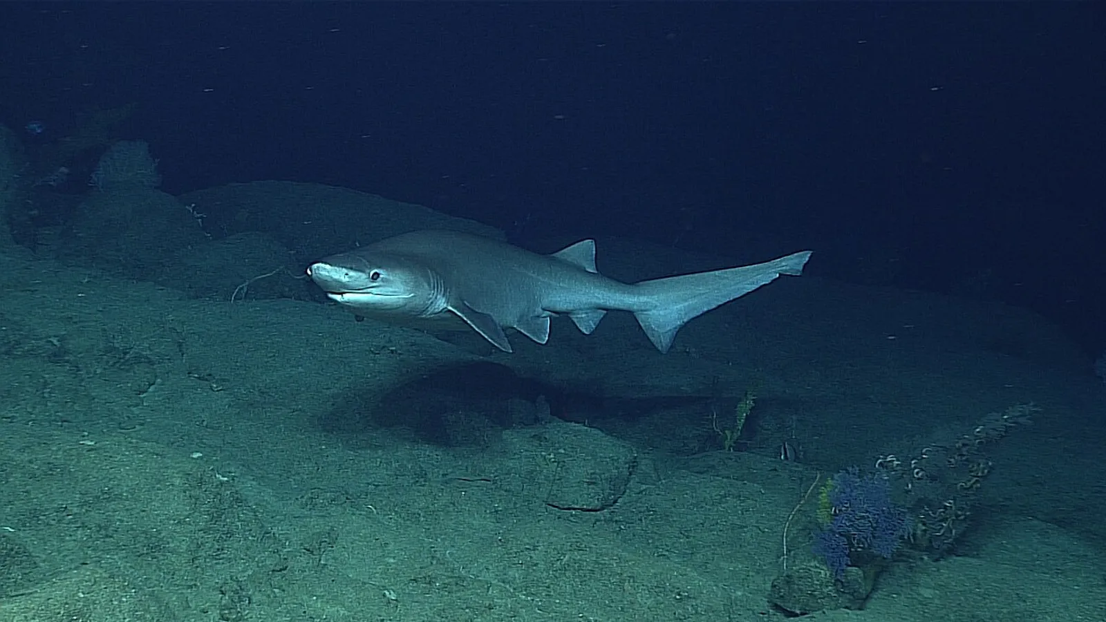 Bluntnose sixgill shark (Hexanchus griseus)