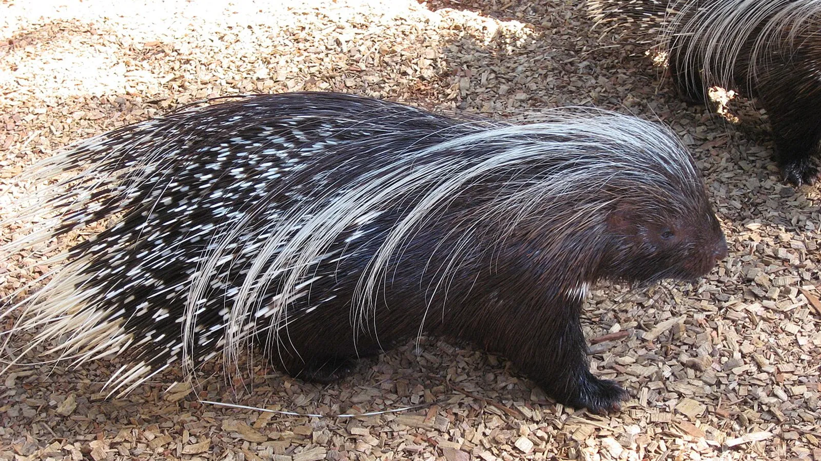 Istrice crestata (Hystrix cristata)