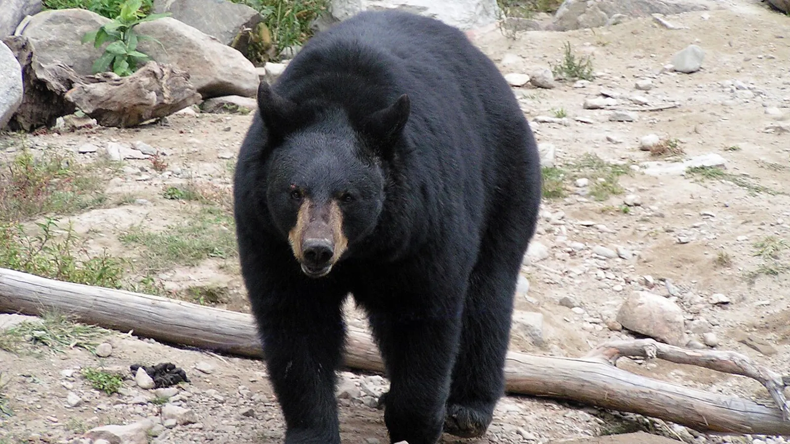 American black bear (Ursus americanus)