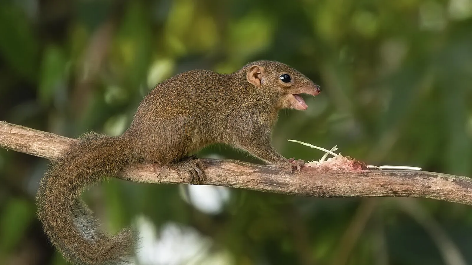 Tupaia comune (Tupaia glis)