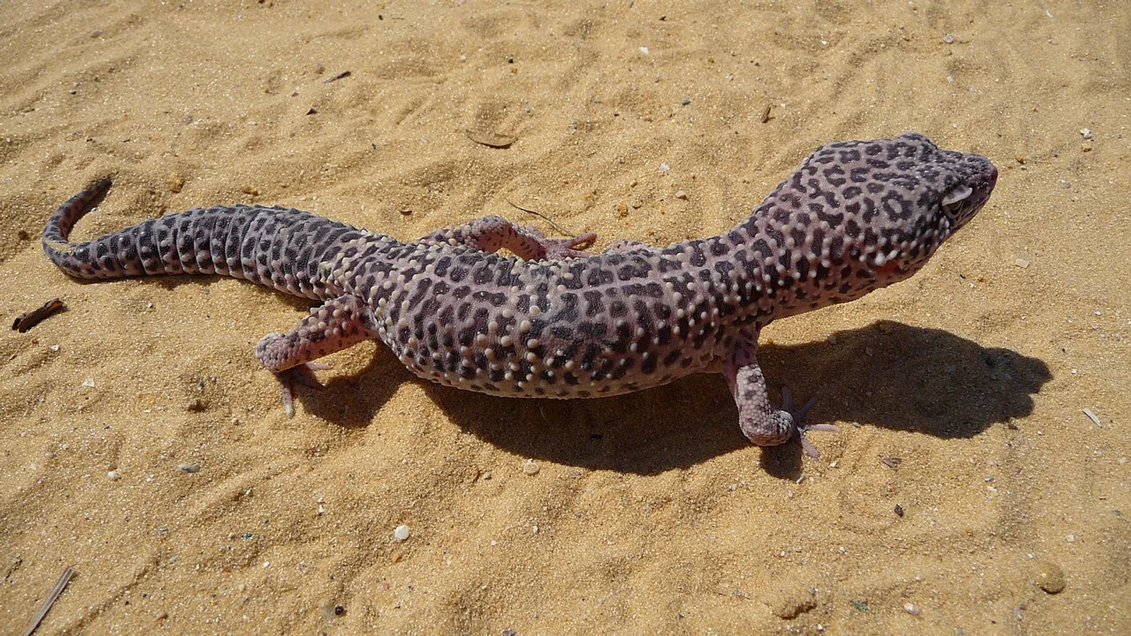 Geco leopardo (Eublepharis macularius)