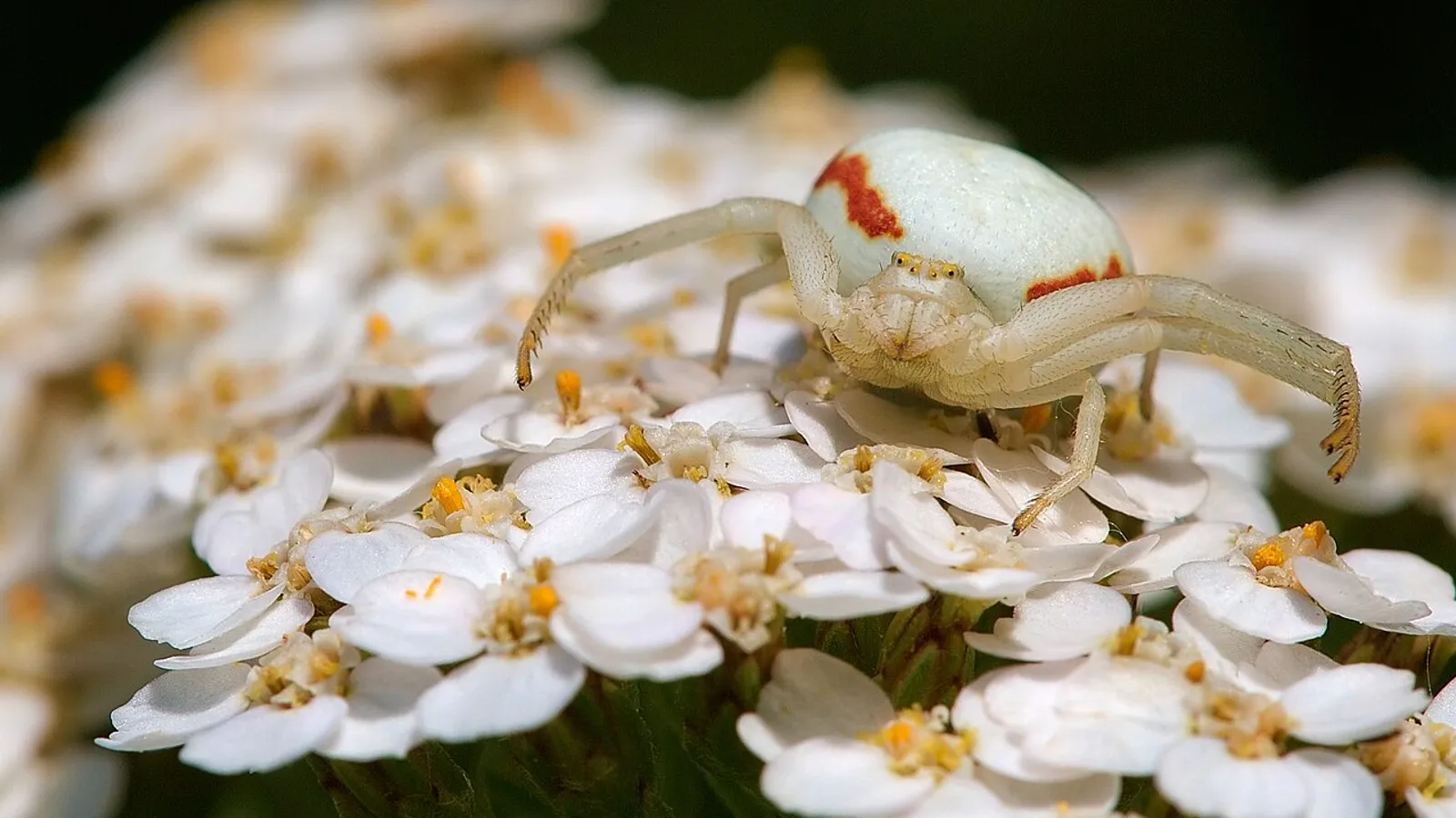 Ragno granchio giallo (Misumena vatia)