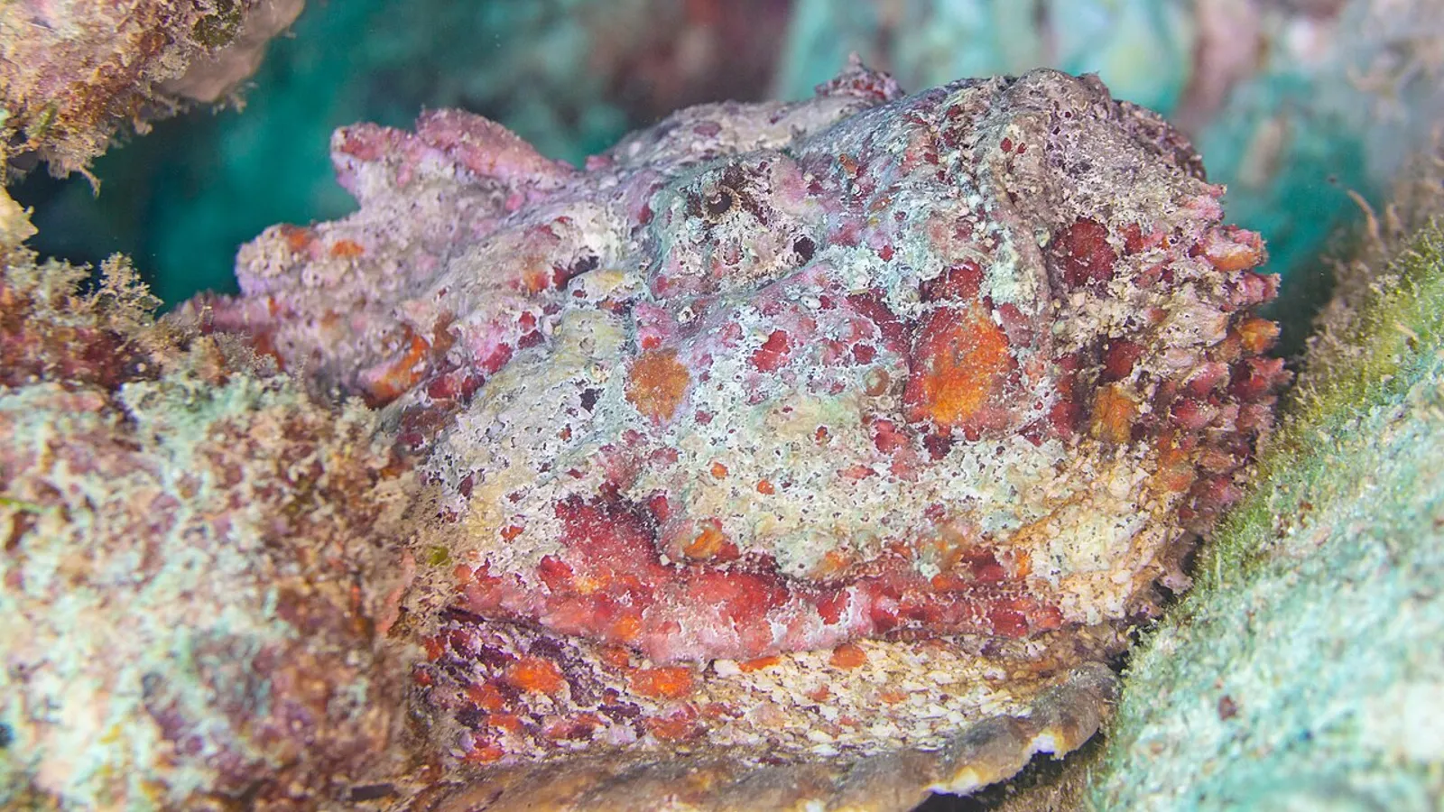 Pesce pietra (Synanceia verrucosa)