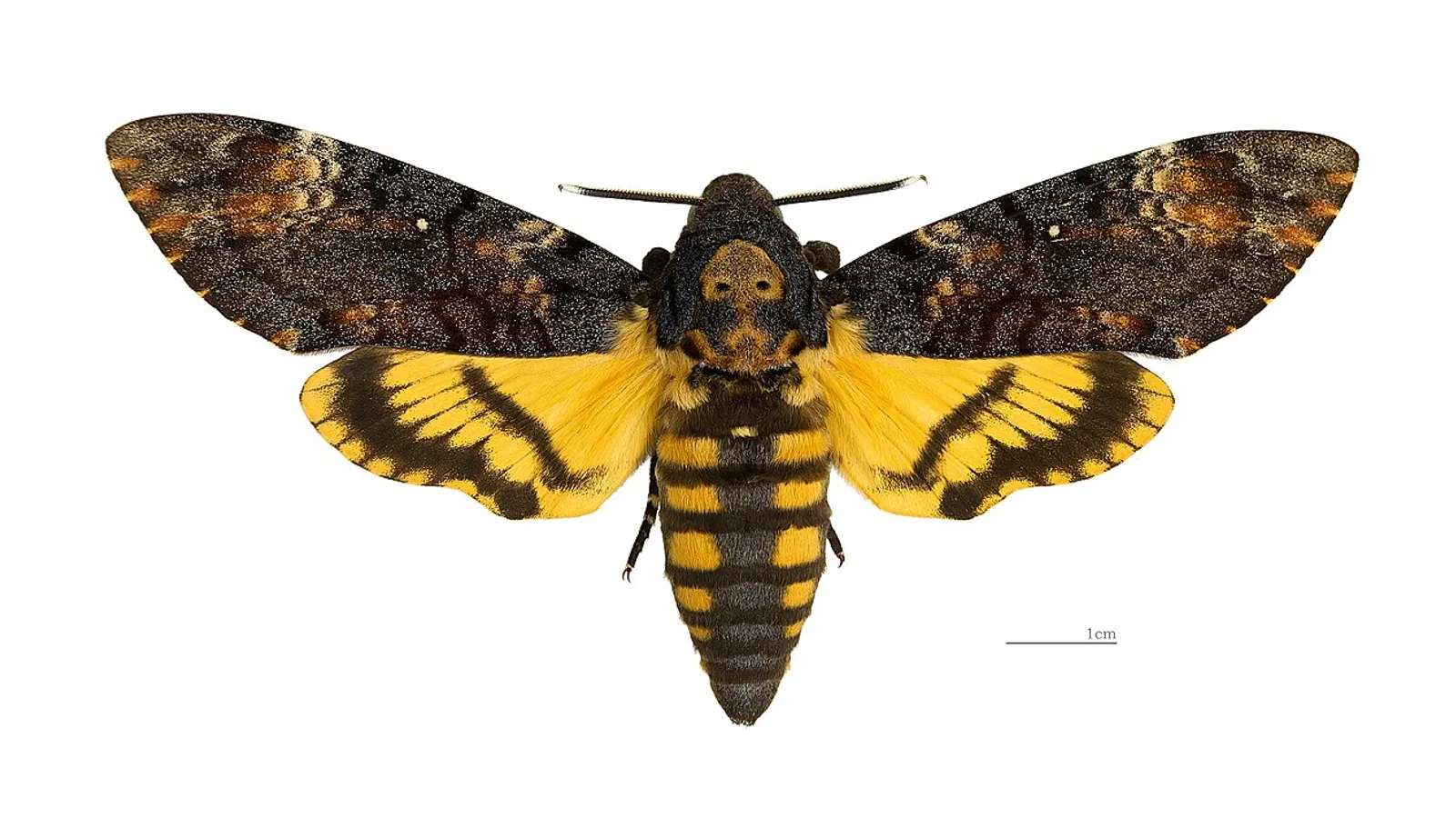 Death's-head hawkmoth (Acherontia atropos)