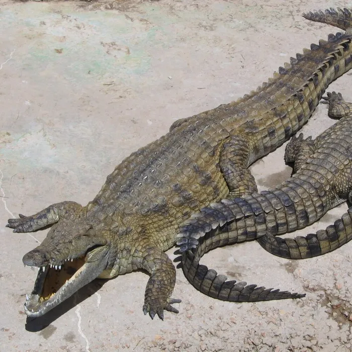 Coccodrillo del Nilo (Crocodylus niloticus)