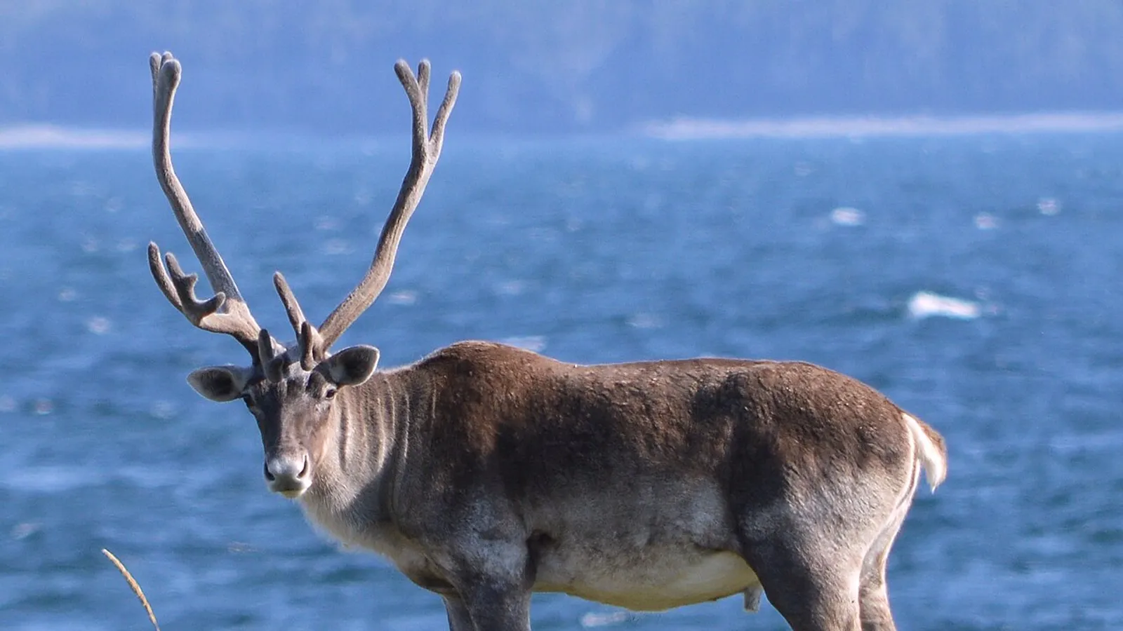 Renna (Rangifer tarandus)