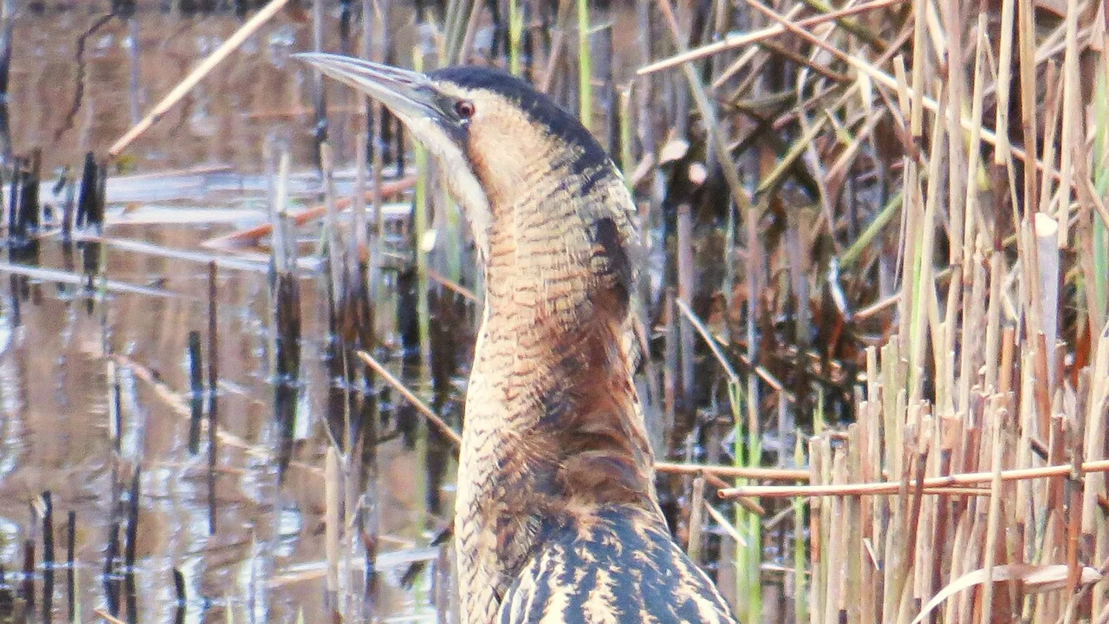 Eurasian bittern (Botaurus stellaris)