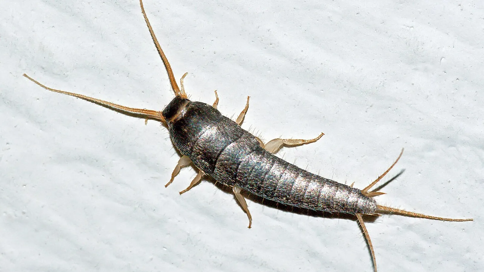 Silverfish (Lepisma saccharinum)