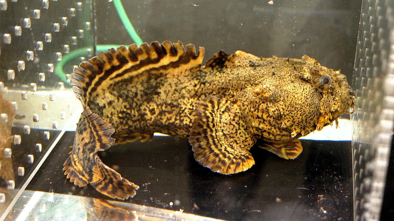 Pesce rospo ostrica (Opsanus tau)