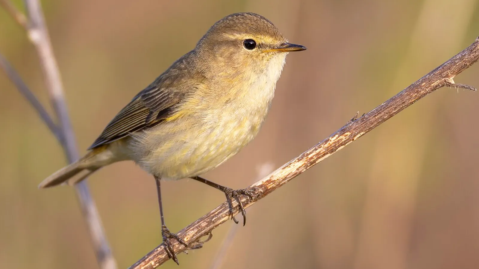 Luì piccolo (Phylloscopus collybita)