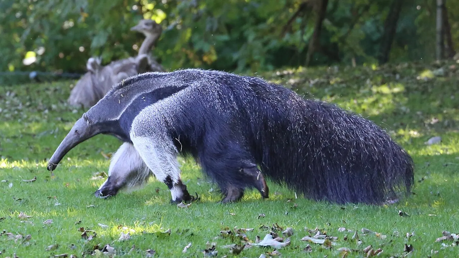 Giant anteater (Myrmecophaga tridactyla)