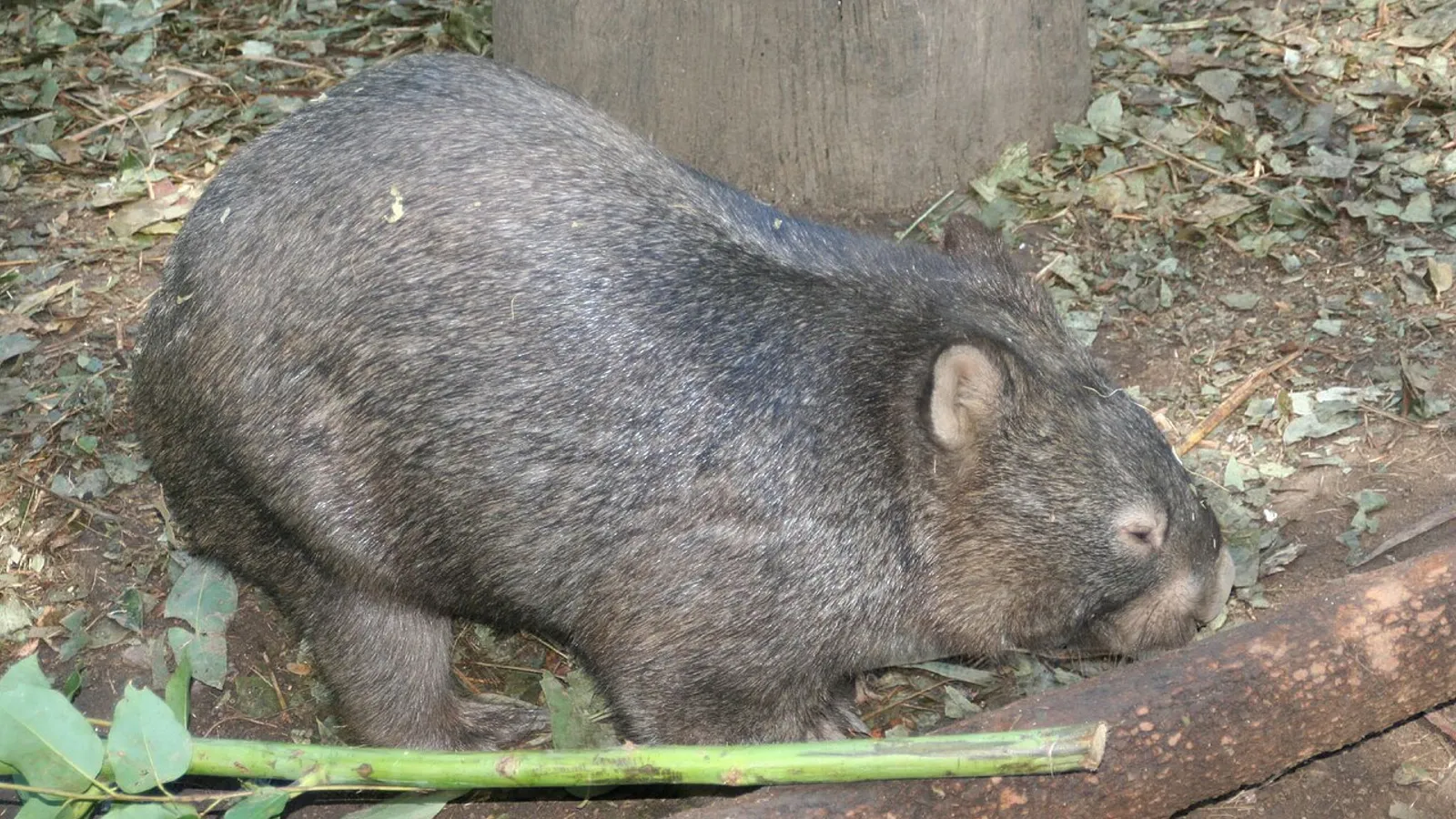 Common wombat (Vombatus ursinus)
