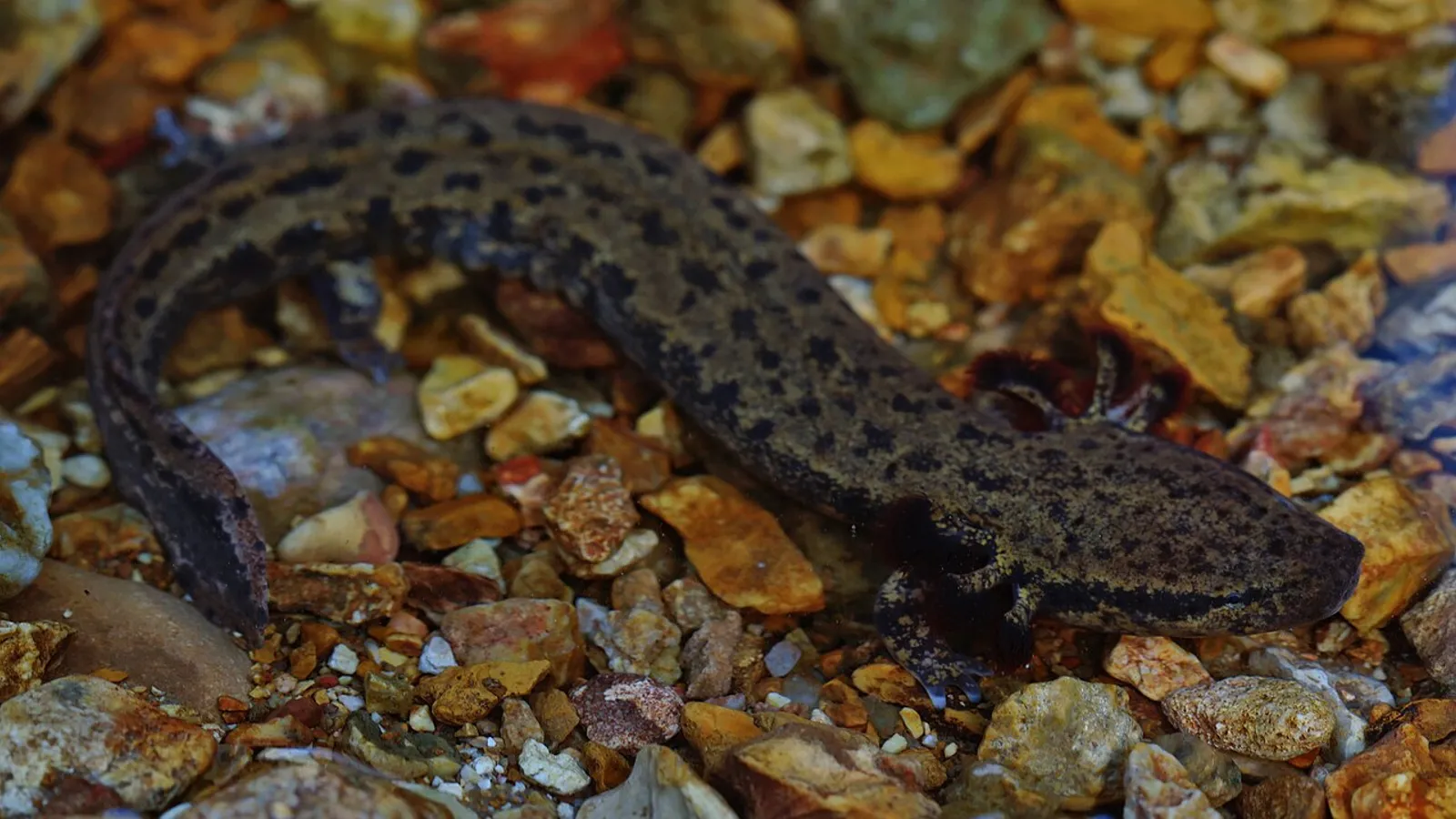 Salamandra necturo (Necturus maculosus)