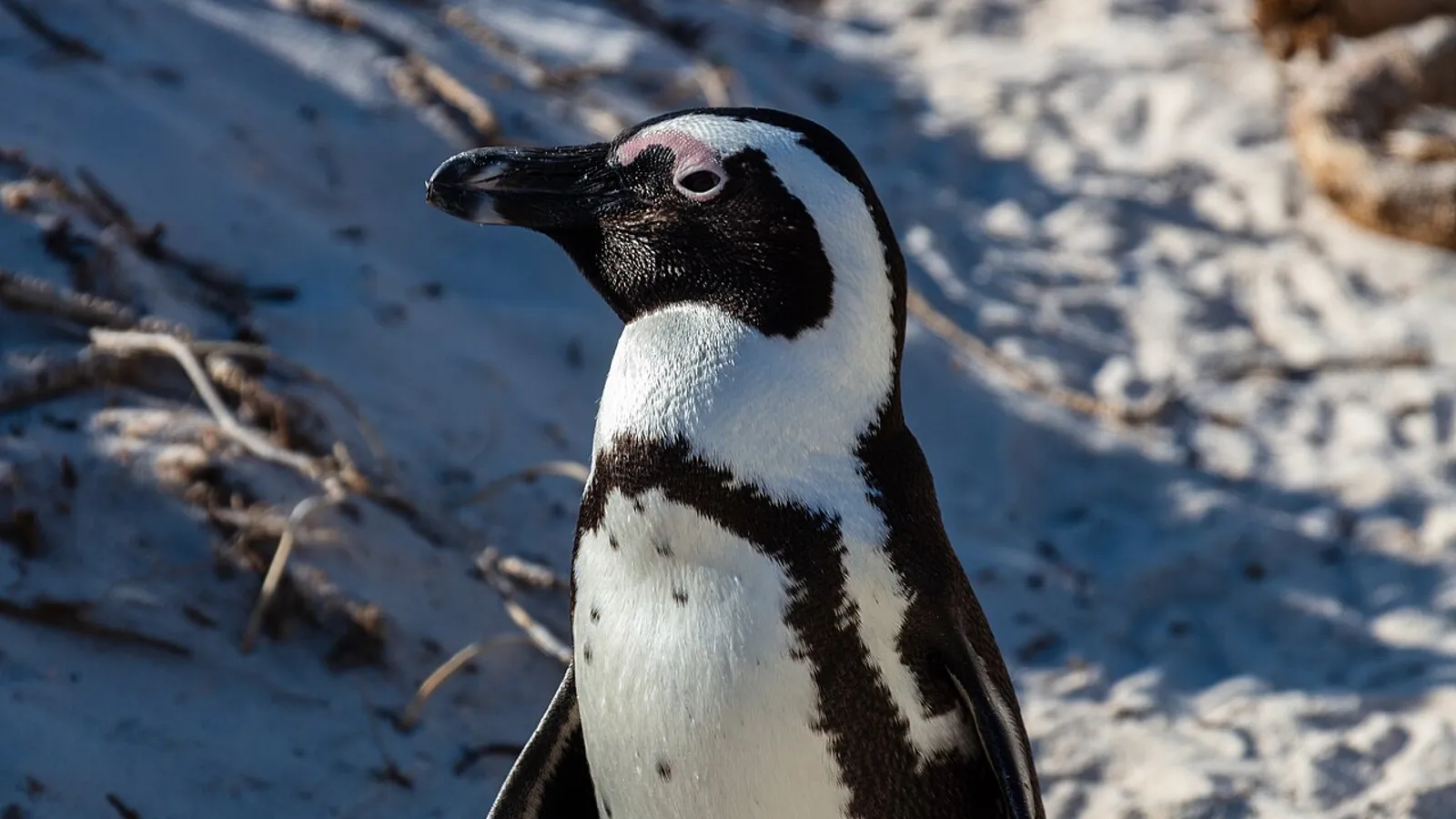 African penguin (Spheniscus demersus)