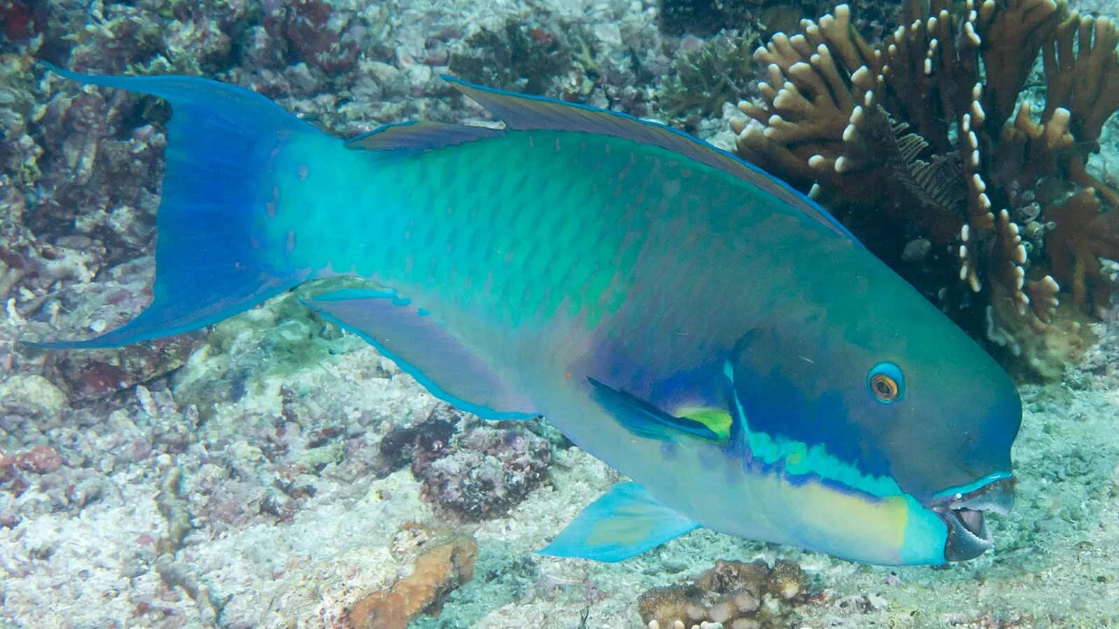 Pesce pappagallo dal muso corto (Chlorurus microrhinos)