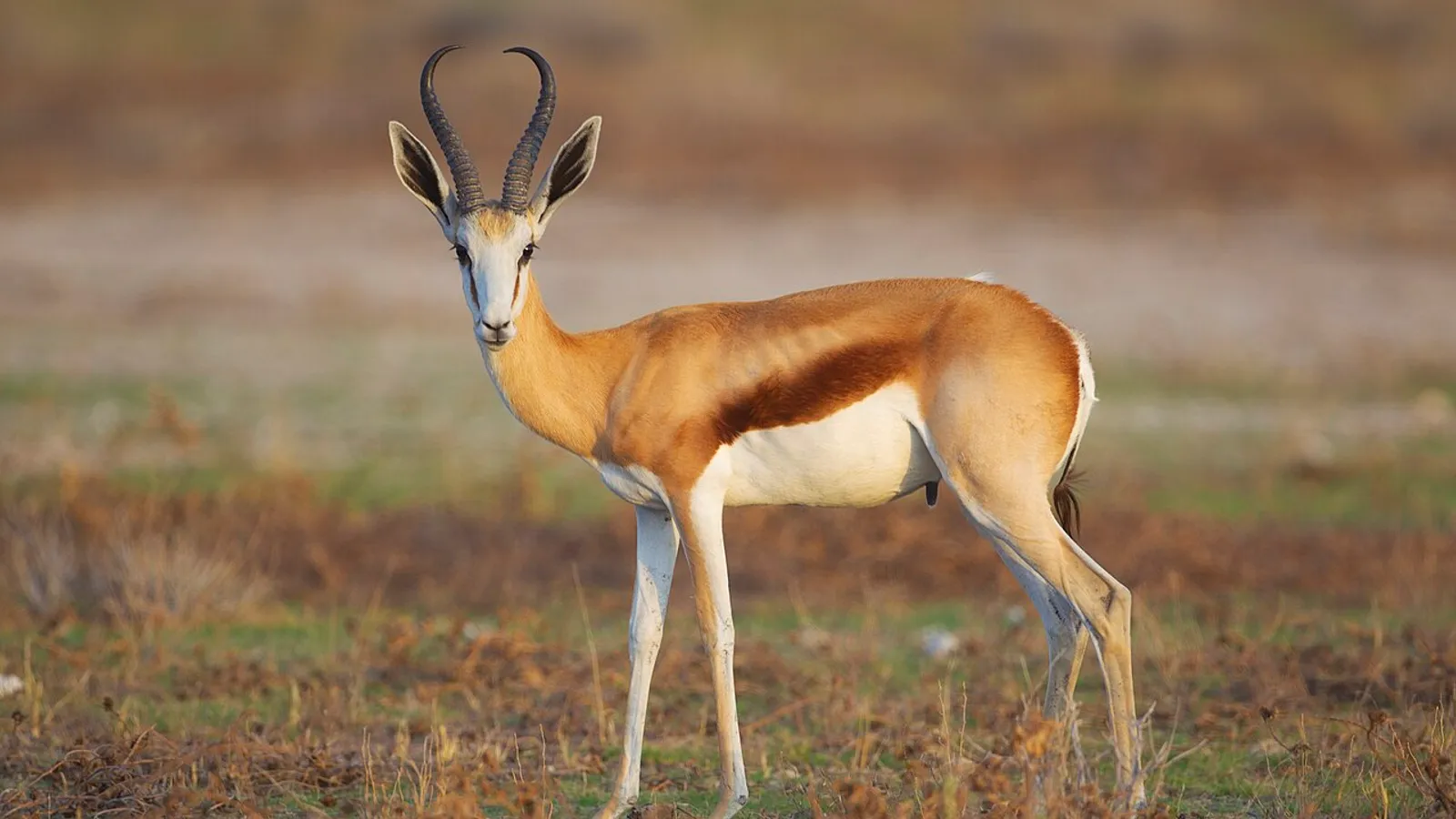 Springbok (Antidorcas marsupialis)