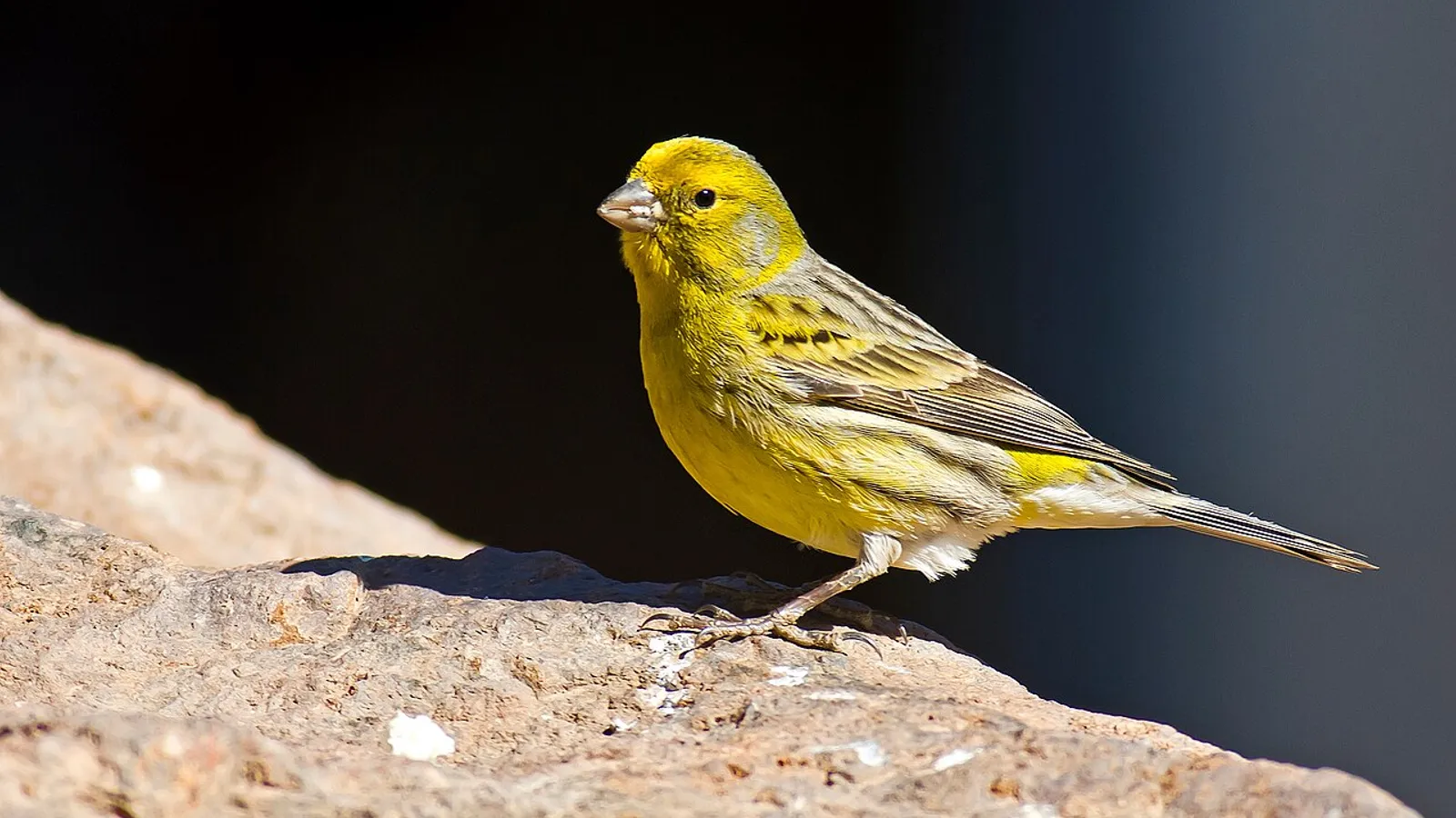 Canarino (Serinus canaria)