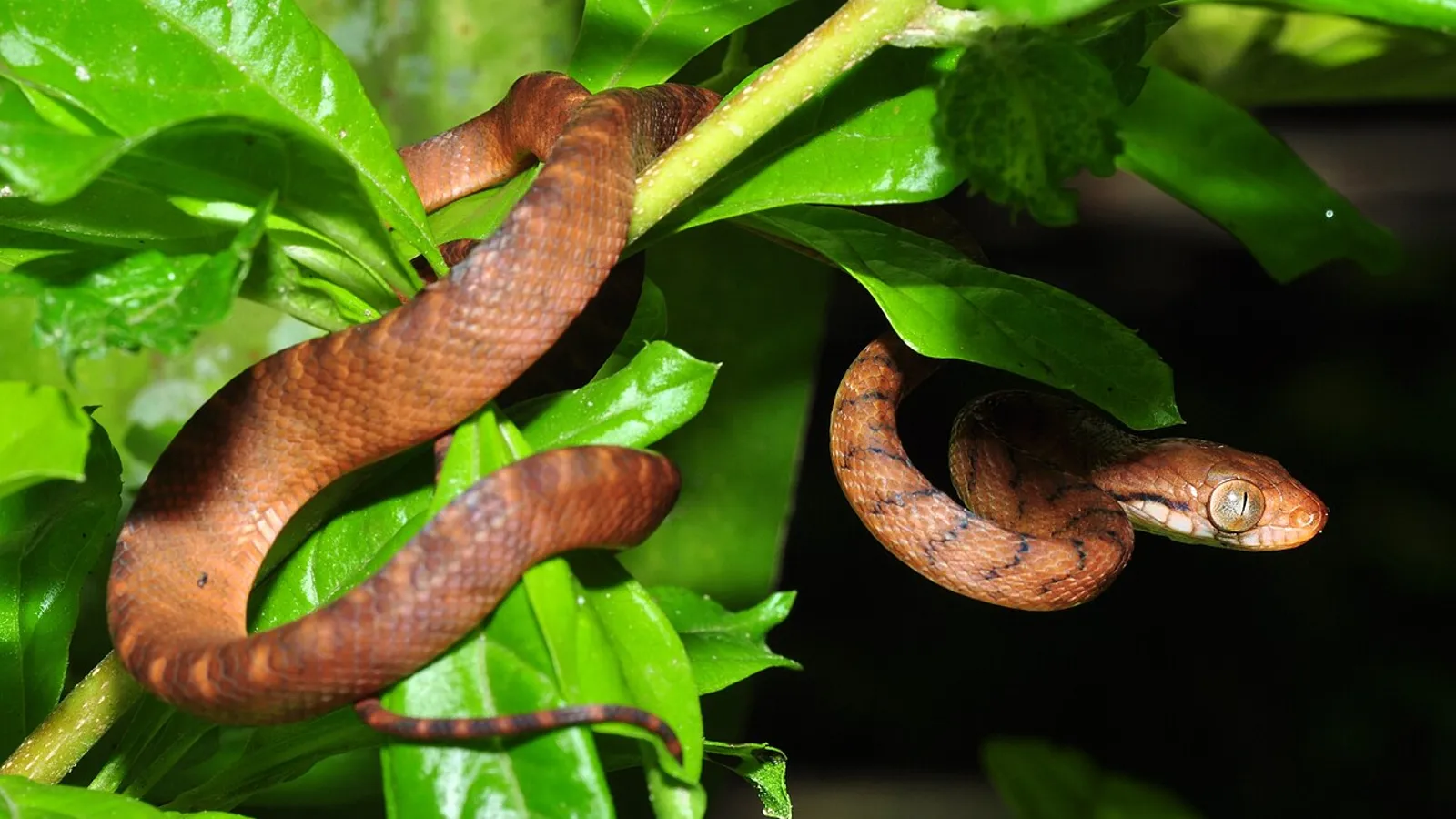 Brown tree snake (Boiga irregularis)
