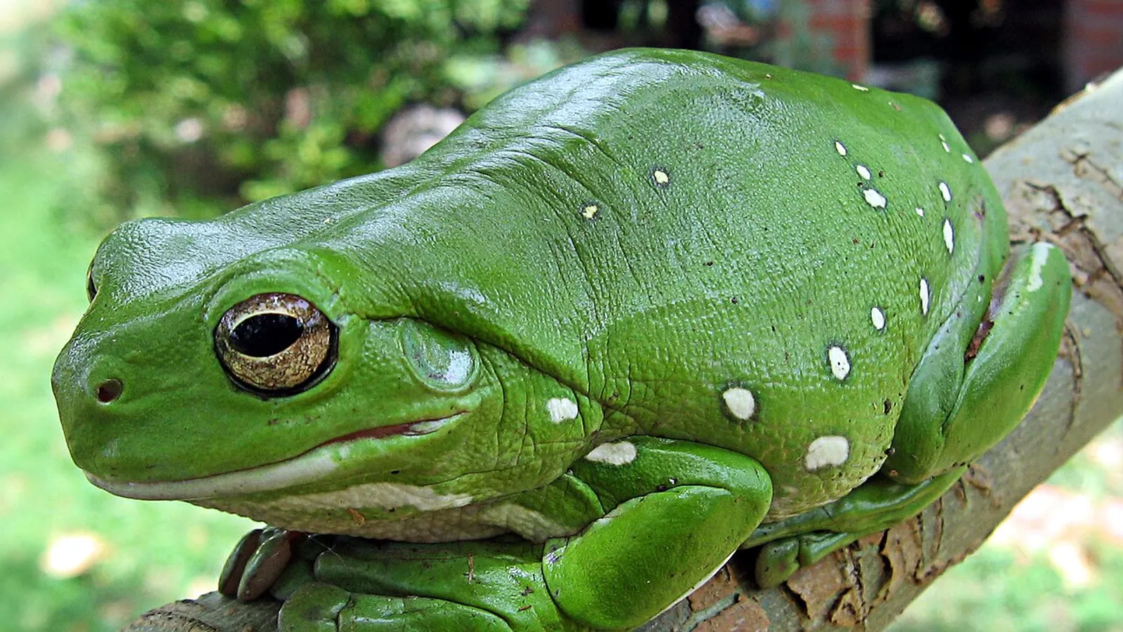 Raganella verde australiana (Litoria caerulea)