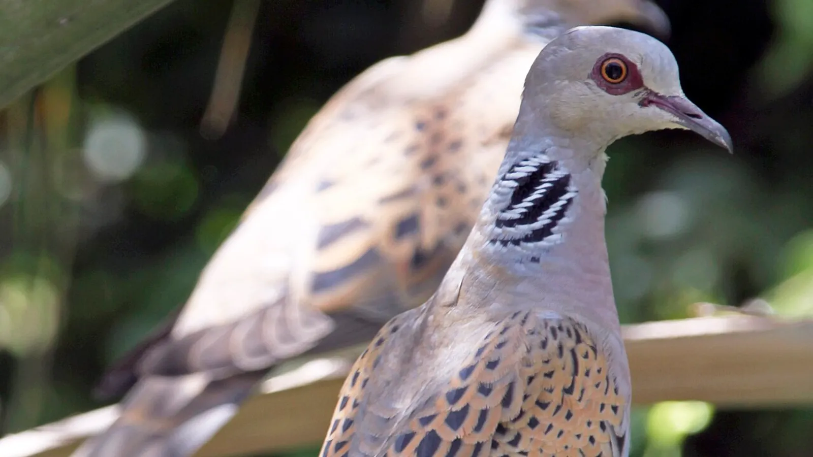 Tortora selvatica (Streptopelia turtur)