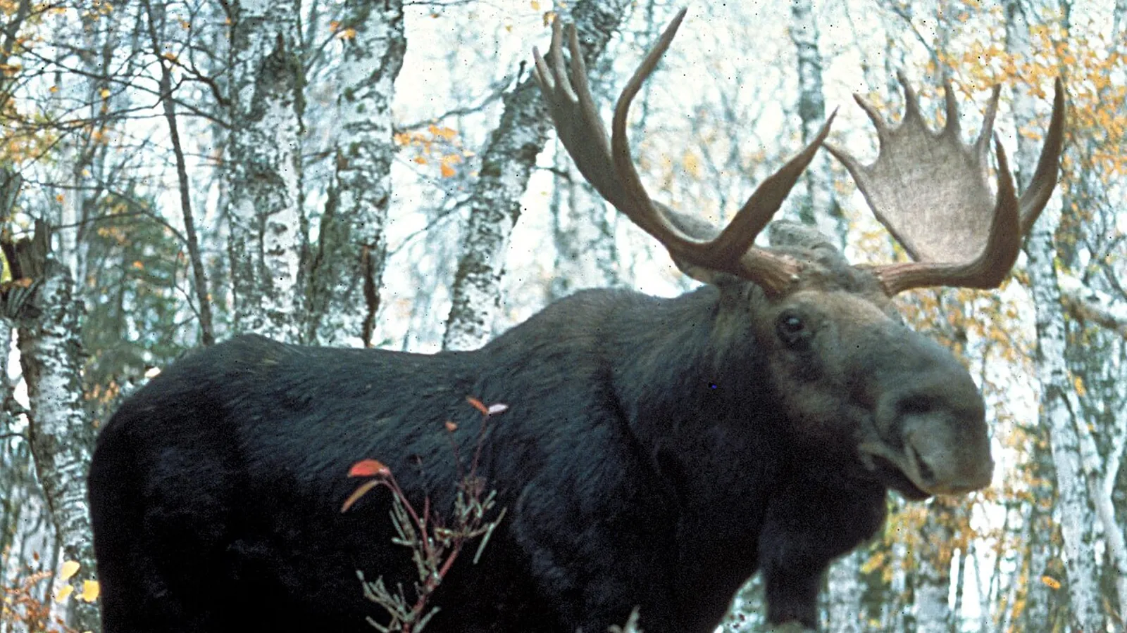 Alce (Alces alces)