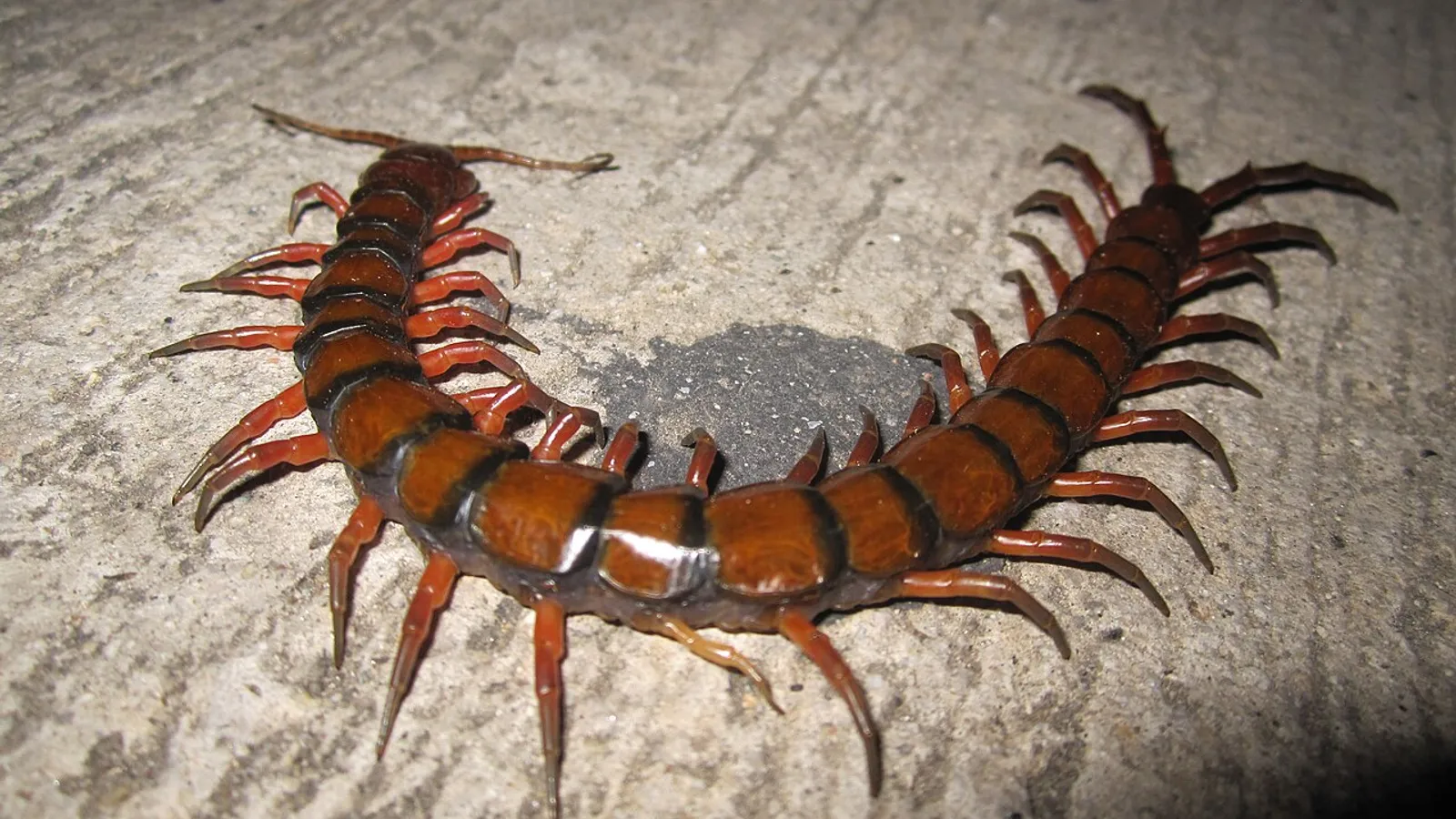 Scolopendra gigante (Scolopendra gigantea)