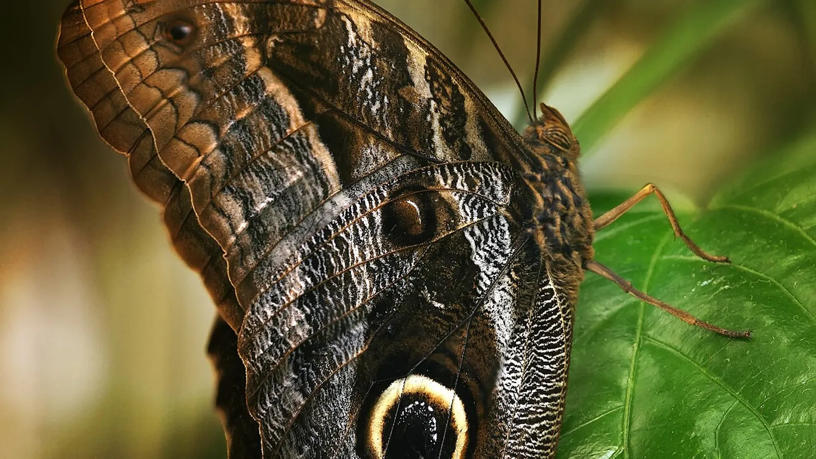 Farfalla civetta (Caligo eurilochus)