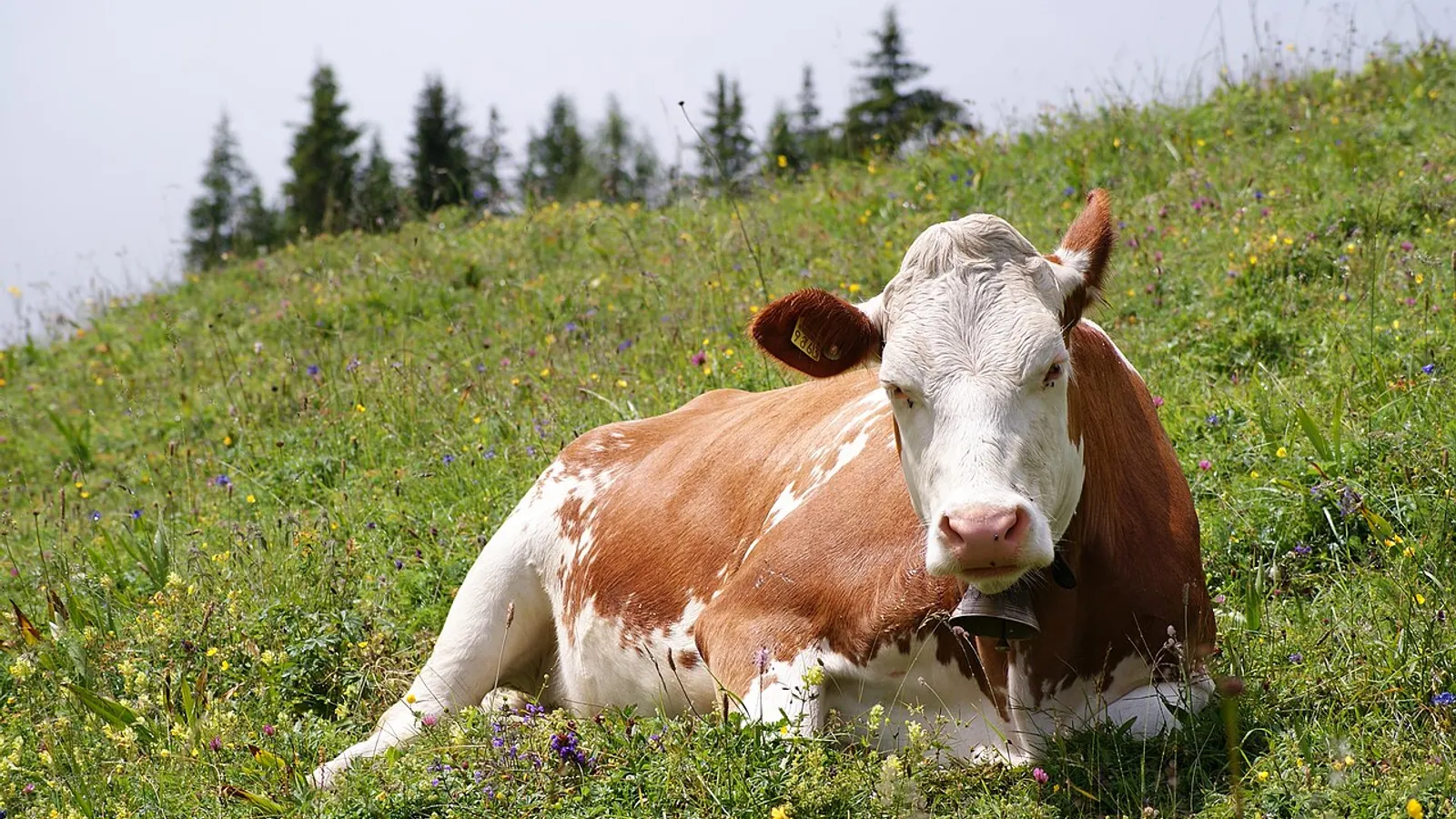 Bovino domestico (Bos taurus)