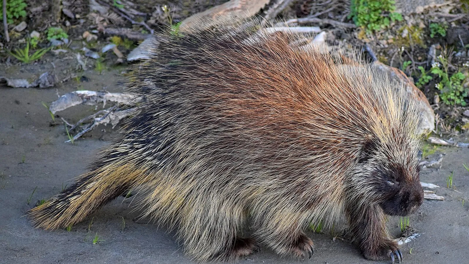 Urson (Erethizon dorsatum)