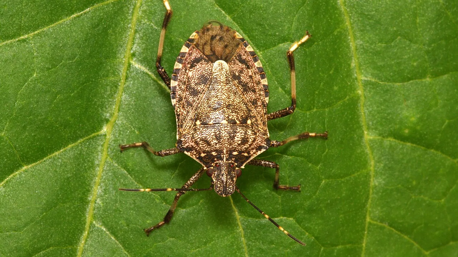 Cimice asiatica (Halyomorpha halys)