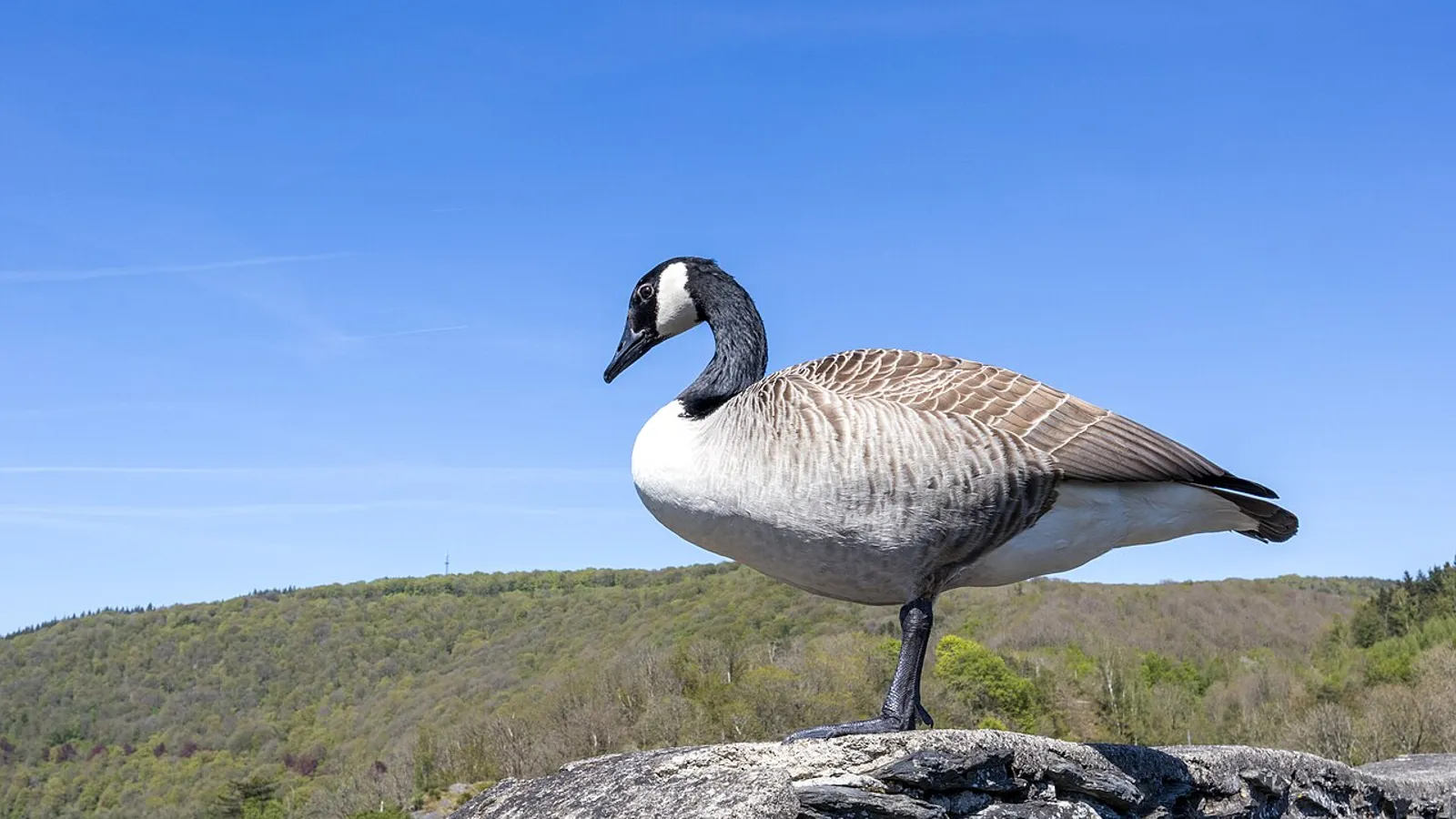 Canada goose (Branta canadensis)